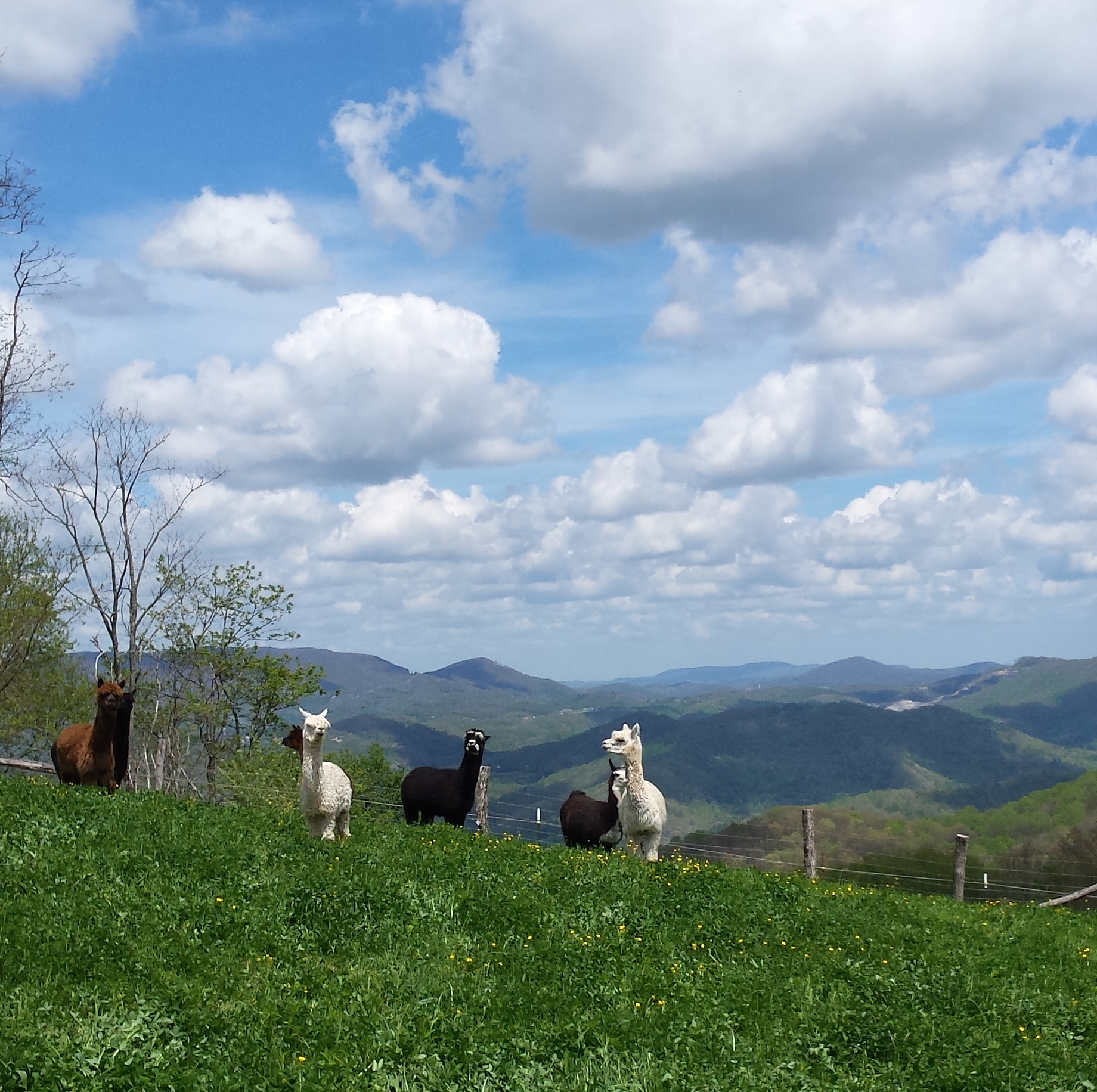 alpacas on hill.jpg